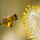 KRÁLOVNY MEDU ZBLÍZKA — výstava včel v botanické zahradě v Troji